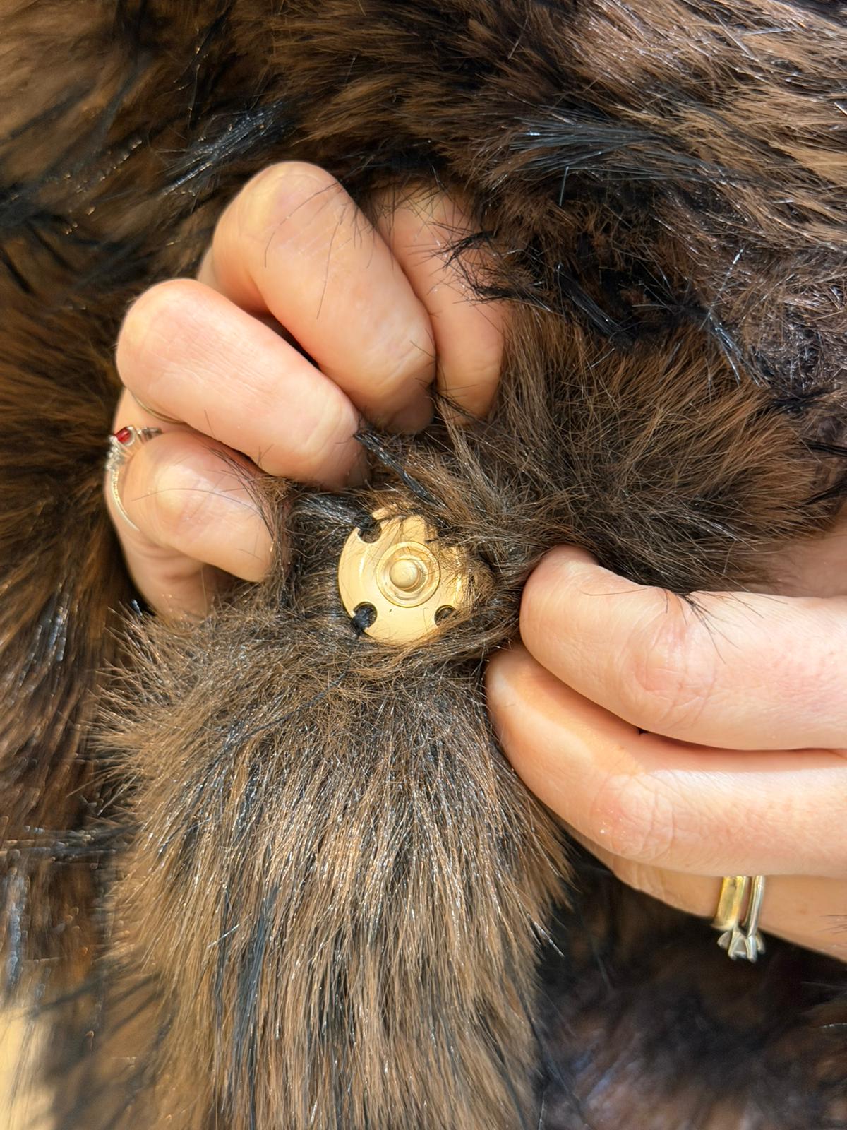 Pelliccia Courmayeur